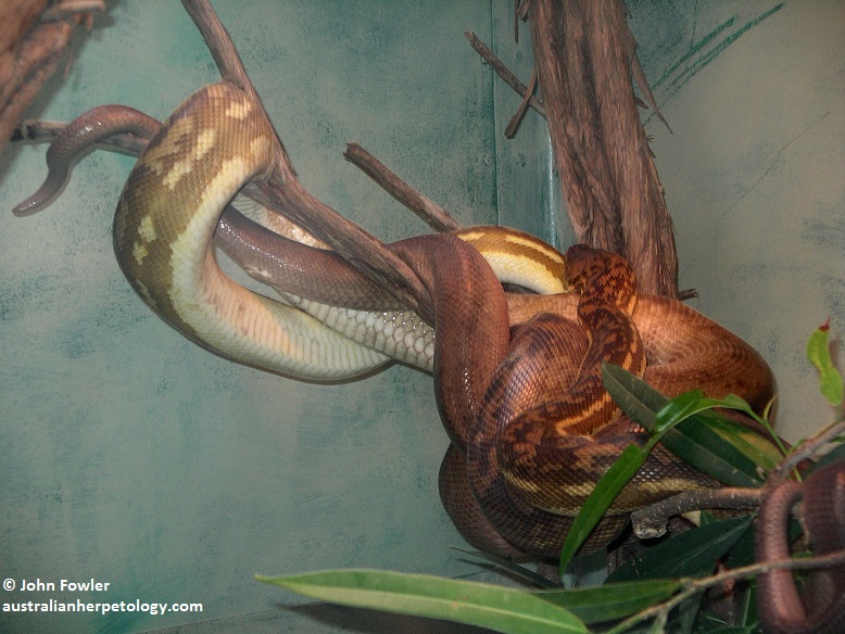 Timor Python - Malayopython (was Python) timoriensis